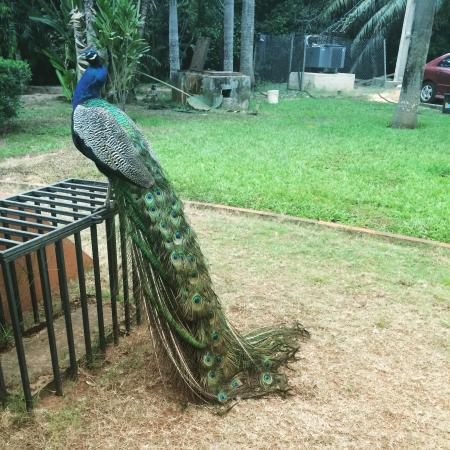 lekki-conservation-centre peacock